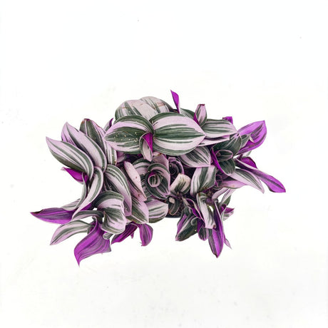 Tradescantia Albiflora Nanouk, 15 cm, planta de interior curgatoare, cu frunze roz-verde