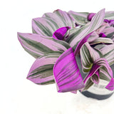 Tradescantia Albiflora Nanouk, 15 cm, planta de interior curgatoare, cu frunze roz-verde