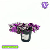 Tradescantia Albiflora Nanouk, 15 cm, planta de interior curgatoare, cu frunze roz-verde