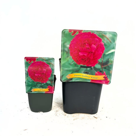 Bujor arbustiv nobil Kansas, cu flori roz-inchis zmeura