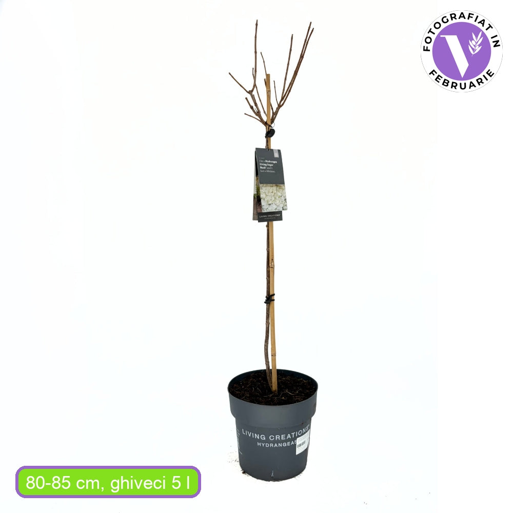 Hortensie macrophylla Living Creations – roz/alb – tip copac