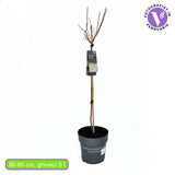 Hortensie macrophylla Living Creations – roz/alb – tip copac