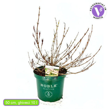 Weigela All Summer Peach, arbust decorativ cu flori roz-piersica, inflorire continua, rezistenta la frig