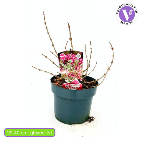 Weigela All Summer Monet, arbust decorativ flori roz repetate, frunzis pestrit, rezistent iarna