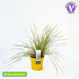 Iarba Ornamentala Rogoz White Sands, iarba decorativa perena, bicolora alb-argintiu, semi vesnic verde