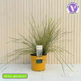 Iarba Ornamentala Rogoz White Sands, iarba decorativa perena, bicolora alb-argintiu, semi vesnic verde