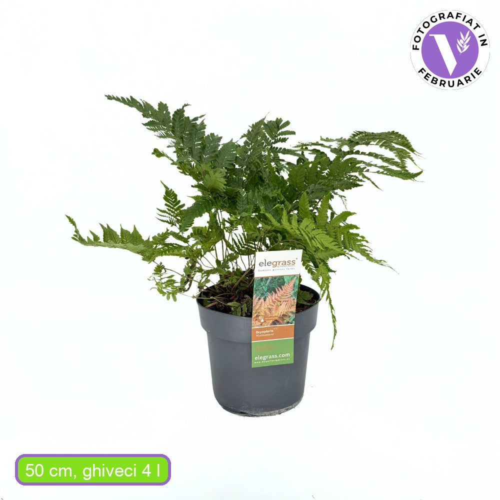 Feriga rosie de toamna (Dryopteris erythrosora Koidzumiana), frunze aramiu-verde, planta perena de umbra