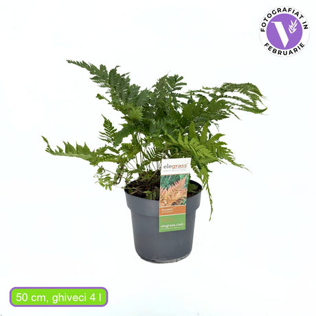 Feriga rosie de toamna (Dryopteris erythrosora Koidzumiana), frunze aramiu-verde, planta perena de umbra