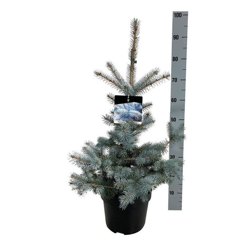 Molid Argintiu Blue Diamond, ace intens albastre-argintii, conifer perfect ornamental