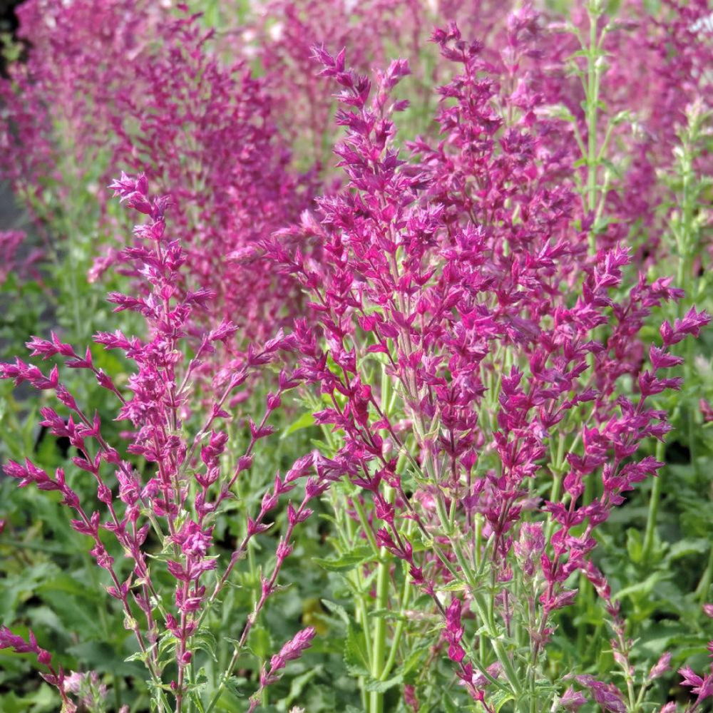 Salvia ornamentala Schwellenburg, perena cu flori violet, inflorire bogata, frunzis aromat