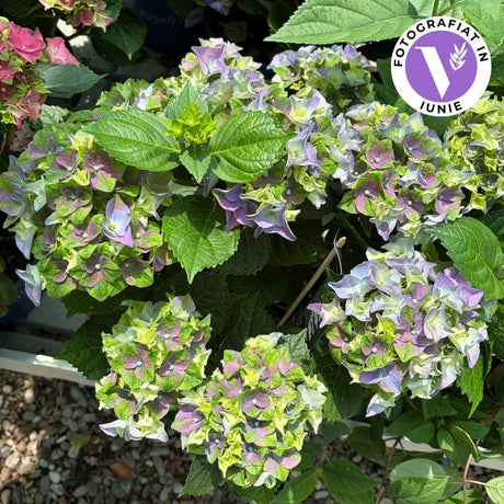 Hortensie macrophylla Mata Hari – albastra