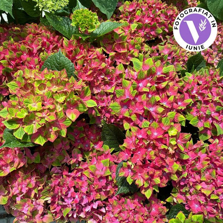 Hortensie macrophylla Lady Mata Hari – roz