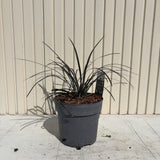 Iarba Neagra (Ophiopogon planiscapus Niger), planta perena cu frunze negre, lucioase, de ghiveci sau borduri