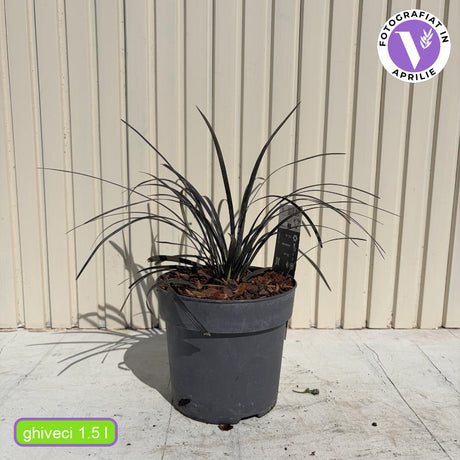 Iarba Neagra (Ophiopogon planiscapus Niger), planta perena cu frunze negre, lucioase, de ghiveci sau borduri