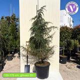 Cedru Pitic de Himalaya Feelin' Blue (Cedrus Deodara), conifer pitic cu ace albastre-verzui, vesnic verde, dens si elegant
