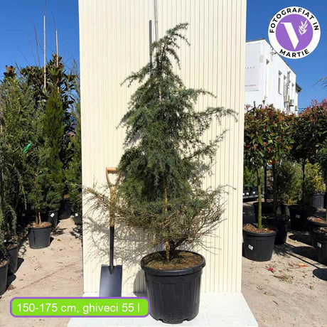 Cedru Pitic de Himalaya Feelin' Blue (Cedrus Deodara), conifer pitic cu ace albastre-verzui, vesnic verde, dens si elegant