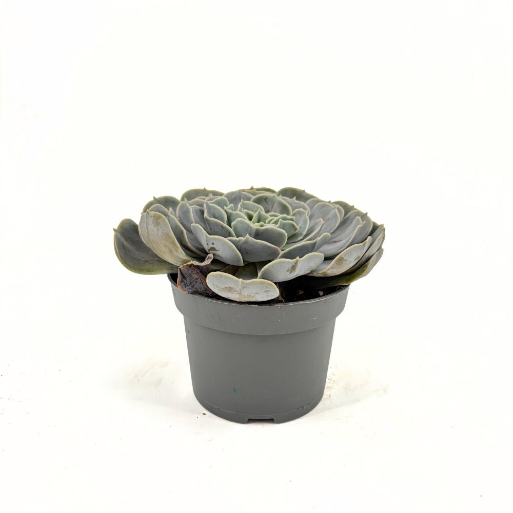 Suculenta (Echeveria) Pollux, 10-15 cm, suculenta decorativa frunze argintii interior