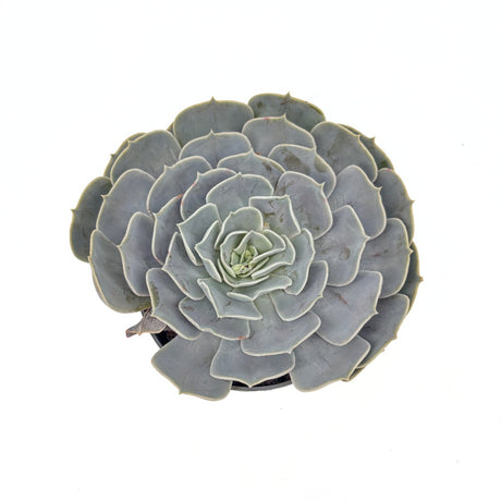 Suculenta (Echeveria) Pollux, 10-15 cm, suculenta decorativa frunze argintii interior