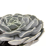 Suculenta (Echeveria) Pollux, 10-15 cm, suculenta decorativa frunze argintii interior