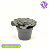 Suculenta (Echeveria) Pollux, 10-15 cm, suculenta decorativa frunze argintii interior