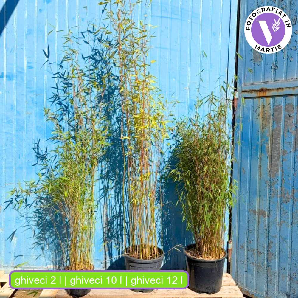 Bambus de gradina Rosu (Fargesia Rufa) Red Dragon, tulpini rosiatice, neinvaziv, rezistent la frig, gard viu dens, ideal pentru gradini si ghivece