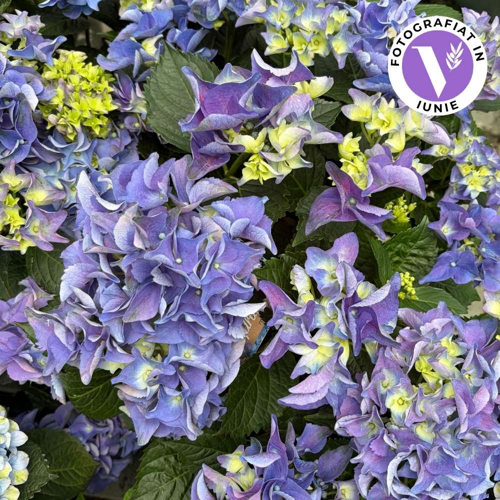 Hortensie macrophylla – albastra