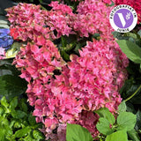 Hortensie macrophylla – roz