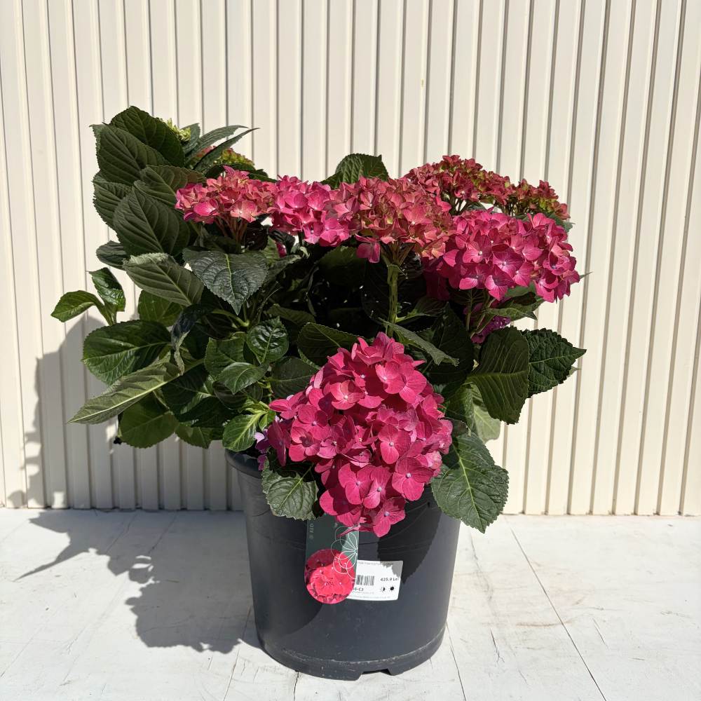 Hortensie macrophylla – rosie