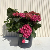 Hortensie macrophylla – rosie