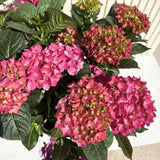 Hortensie macrophylla – rosie