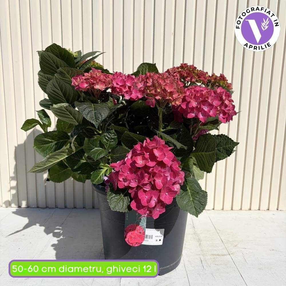 Hortensie macrophylla – rosie