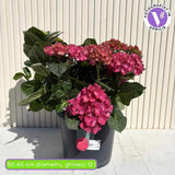 Hortensie macrophylla – rosie