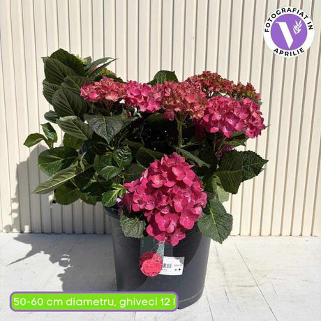 Hortensie macrophylla – rosie