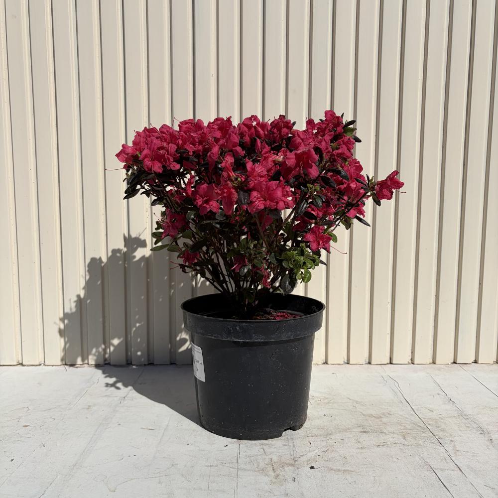 Azaleee Japoneza (Rhododendron) Maruschka, flori rosii rubinii, arbust vesnic verde, inflorire primavara, prefera semi-umbra si sol acid