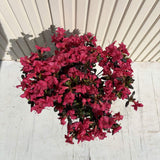 Azaleee Japoneza (Rhododendron) Maruschka, flori rosii rubinii, arbust vesnic verde, inflorire primavara, prefera semi-umbra si sol acid