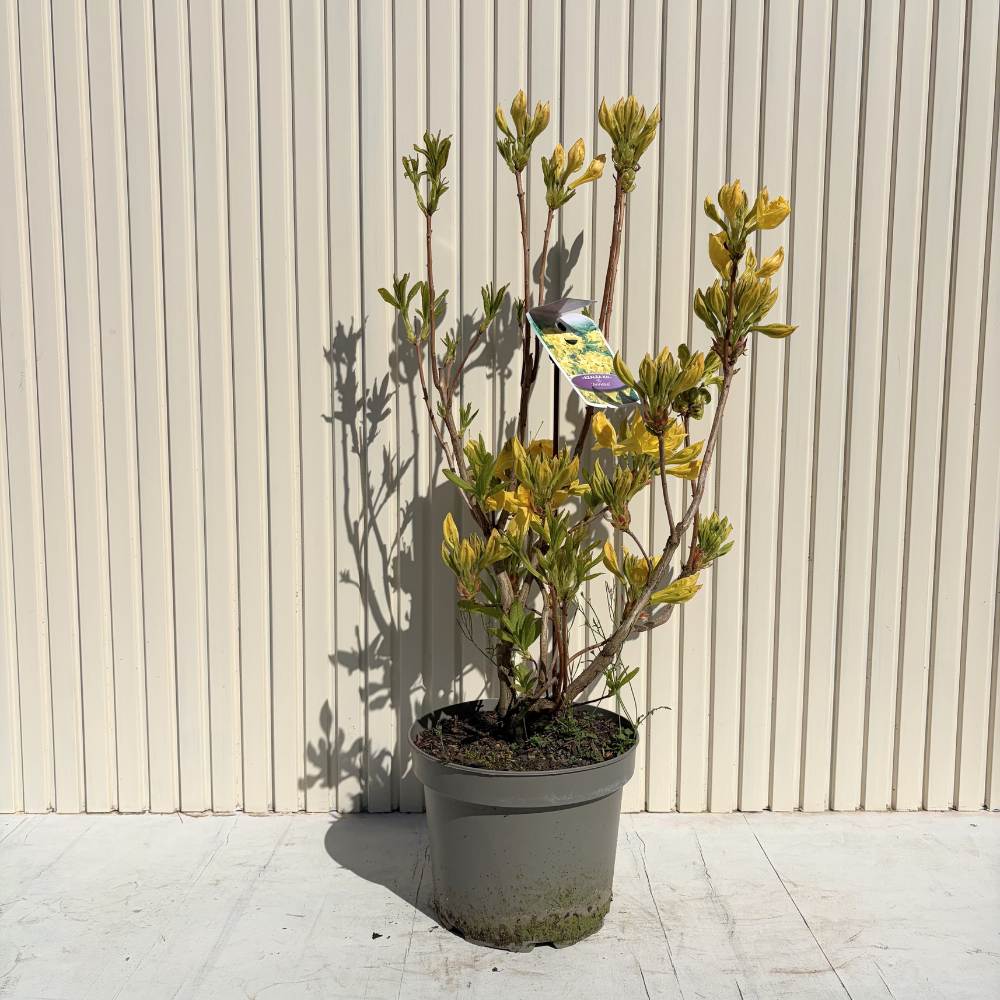 Azaleea Japoneza (Rhododendron) Mollis Anneke, cu flori aurii, inflorire primavara, vesnic verde, prefera semi-umbra si sol acid