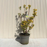 Azaleea Japoneza (Rhododendron) Mollis Anneke, cu flori aurii, inflorire primavara, vesnic verde, prefera semi-umbra si sol acid