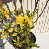 Azaleea Japoneza (Rhododendron) Mollis Anneke, cu flori aurii, inflorire primavara, vesnic verde, prefera semi-umbra si sol acid