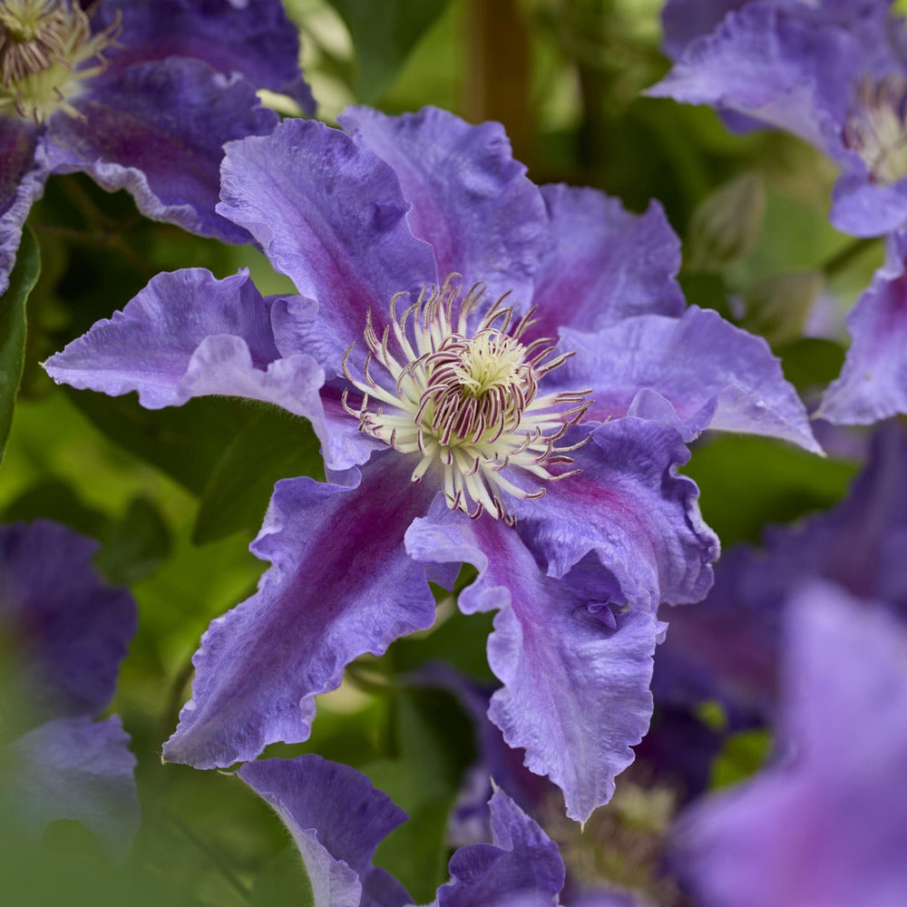 Clematita (Clematis) Baroness Fookes, mov-albastra cataratoare, inflorire abundenta