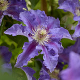Clematita (Clematis) Baroness Fookes, mov-albastra cataratoare, inflorire abundenta