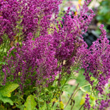 Salvia ornamentala Schwellenburg, perena cu flori violet, inflorire bogata, frunzis aromat