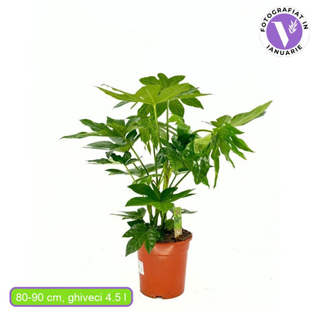 Aralia Japoneza (Fatsia Japonica), planta de apartament - 80 cm