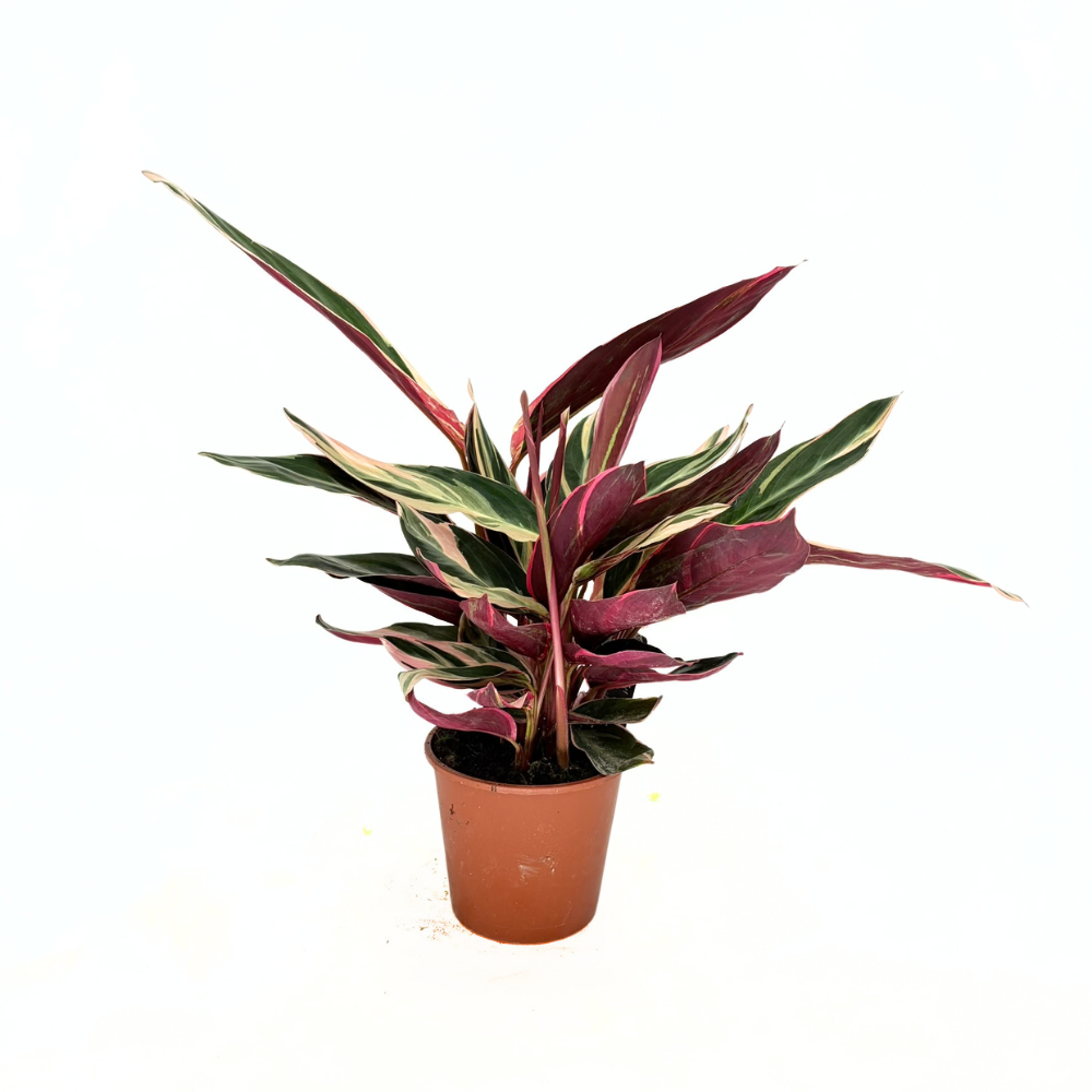 Planta care se Roaga Calathea Tricolor Triostar (Stromanthe sanguinea Triostar), 35 cm, planta de interior tropicala cu frunzis roz, verde si alb