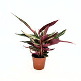 Planta care se Roaga Calathea Tricolor Triostar (Stromanthe sanguinea Triostar), 35 cm, planta de interior tropicala cu frunzis roz, verde si alb