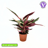 Planta care se Roaga Calathea Tricolor Triostar (Stromanthe sanguinea Triostar), 35 cm, planta de interior tropicala cu frunzis roz, verde si alb