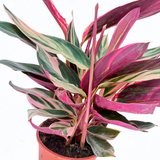 Planta care se Roaga Calathea Tricolor Triostar (Stromanthe sanguinea Triostar), 35 cm, planta de interior tropicala cu frunzis roz, verde si alb