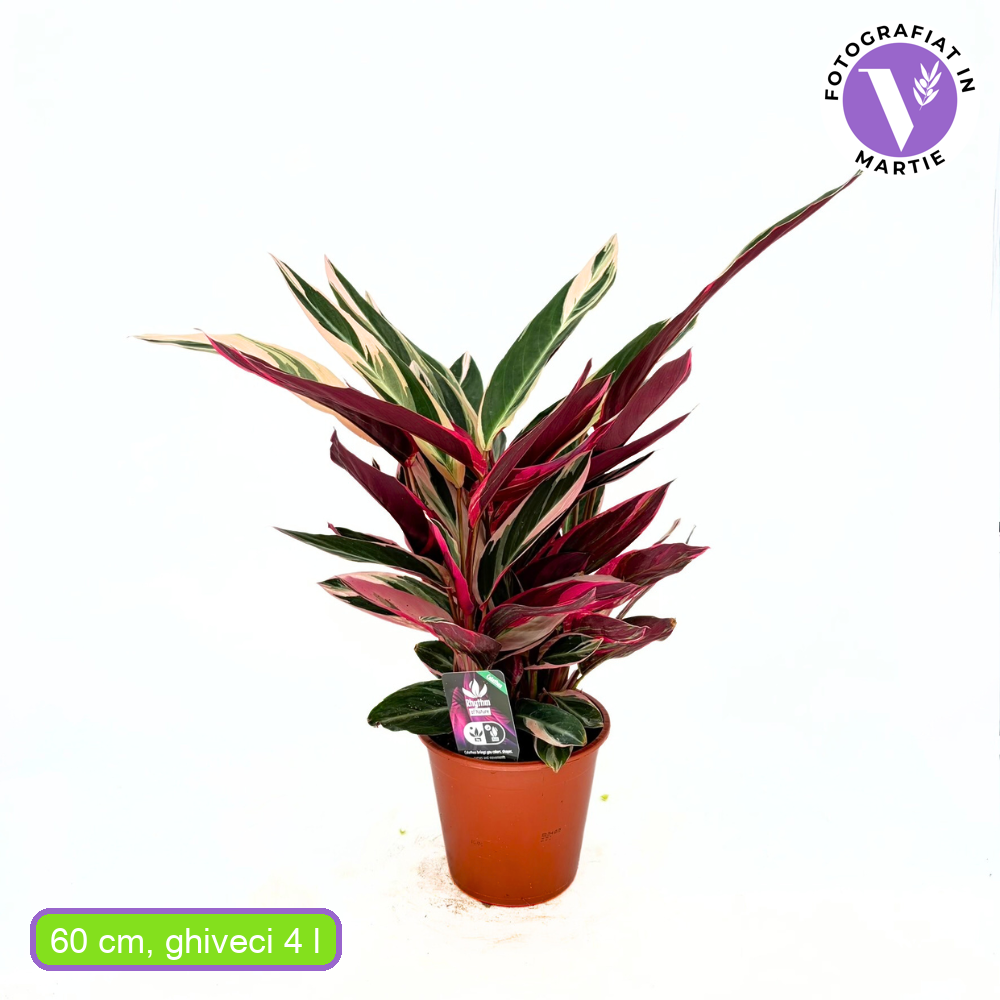 Planta care se Roaga Calathea Tricolor Triostar, 50-60 cm, Stromanthe sanguinea), planta de interior tropicala cu frunzis roz, verde si alb