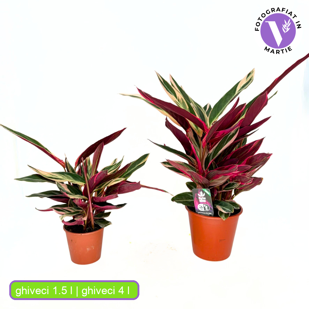 Planta care se Roaga Calathea Tricolor Triostar (Stromanthe sanguinea Triostar), 35 cm, planta de interior tropicala cu frunzis roz, verde si alb