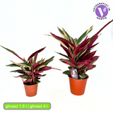 Planta care se Roaga Calathea Tricolor Triostar (Stromanthe sanguinea Triostar), 35 cm, planta de interior tropicala cu frunzis roz, verde si alb