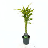 Bambus Norocos/Lucky Dracaena Lemon Lime, 50cm, 3 tulpini impletite